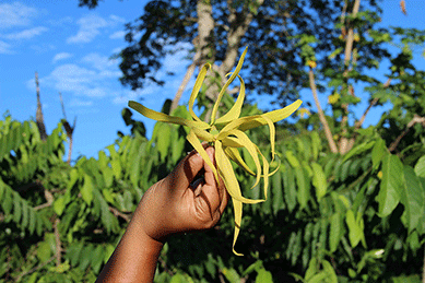 Ylang Ylang - more than just a beautiful aroma