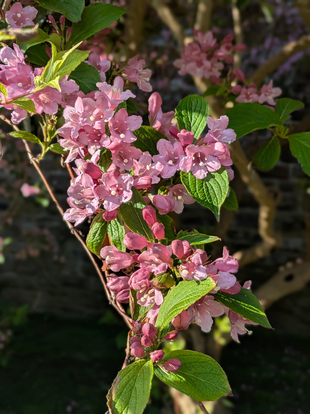 Beltane & New Beginnings