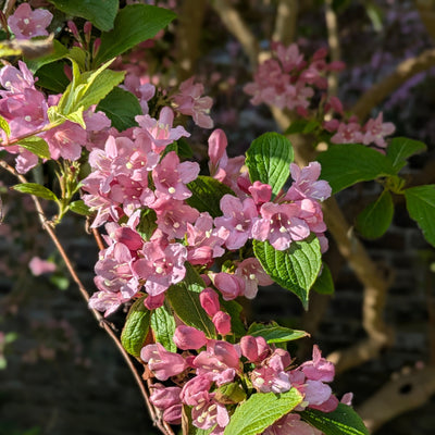 Beltane & New Beginnings