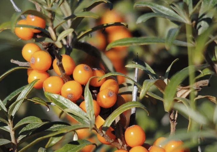 Sea buckthorn oil - our resilient local hero ingredient