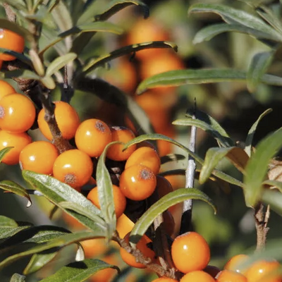 Sea buckthorn oil - our resilient local hero ingredient