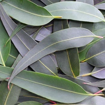 Asthma and the Autumn –  and how essential oils can help ease the symptoms