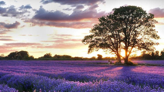 Essential oils and Cancer: oils to help with radiation burns