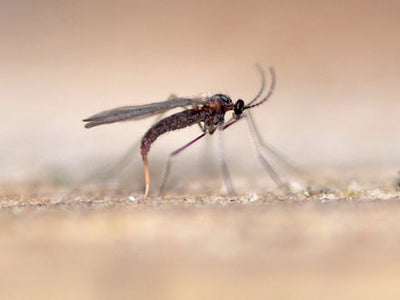 Summer Skin - easy ways to deter insect bites
