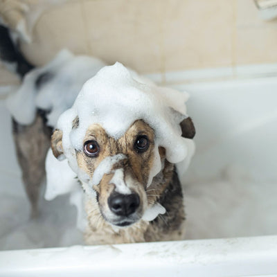 Smelly Pets, Smelly Home?  Using Essential Oils to Help Deodorise and Freshen Your Living Space