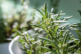 WHERE WAS I? - menopausal brain fog essential oil blend